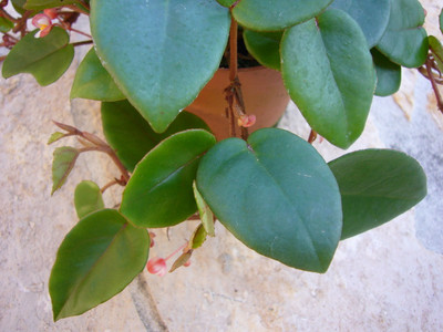 Begonia schulzei